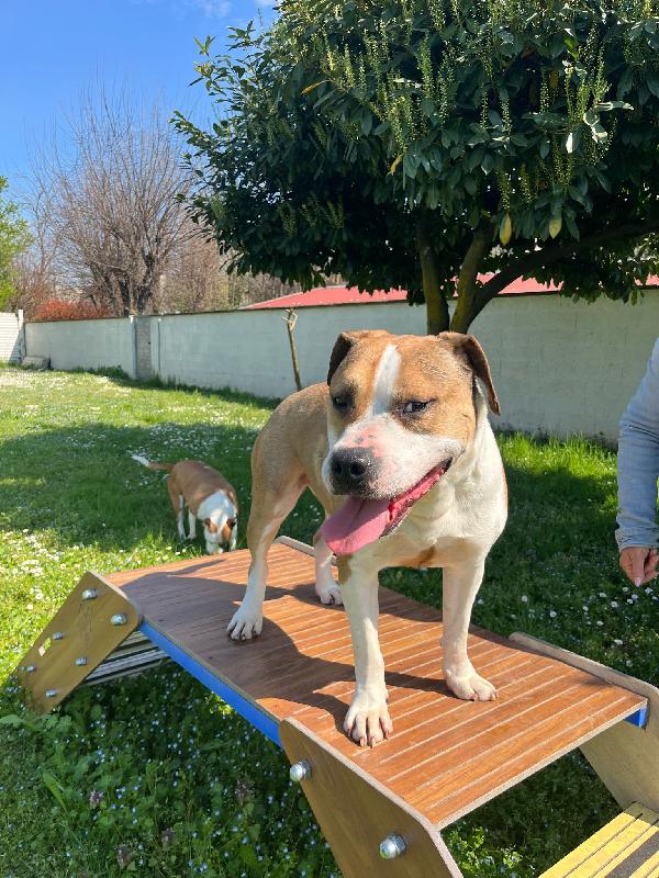 GOLD AMSTAFF Foto 4